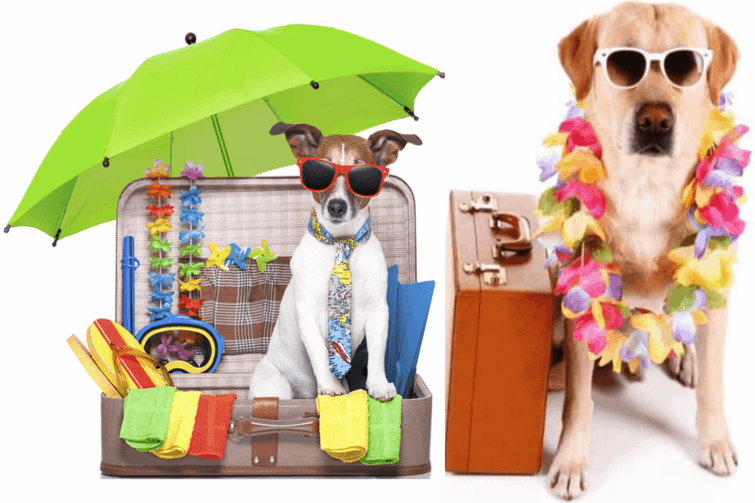 taking your pets to Lanzarote.